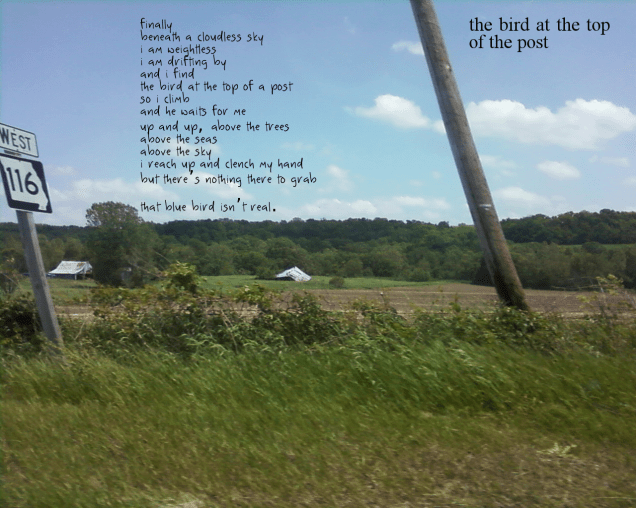 the bird at the top of the post